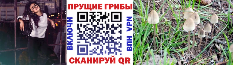 Псилоцибиновые грибы GOLDEN TEACHER  где найти наркотики  Северская 